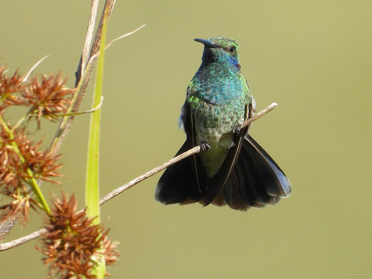 White-vented Violetear - ML646576309