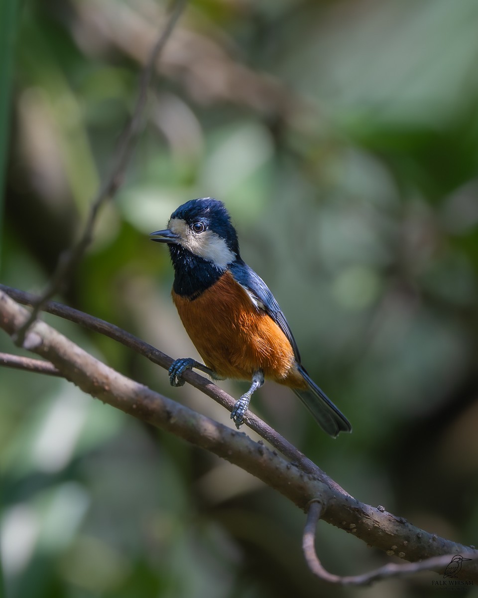 sýkora kaštanová - ML646576311