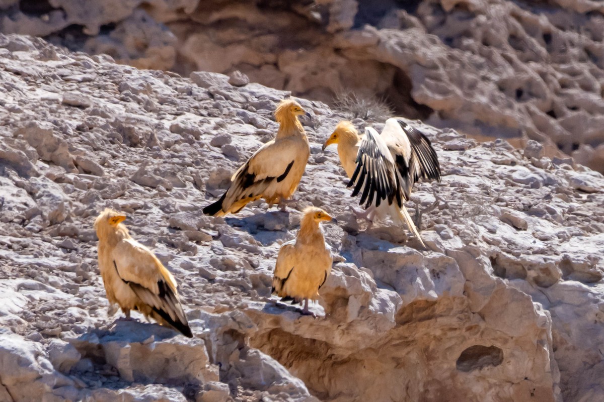 Egyptian Vulture - ML646576313
