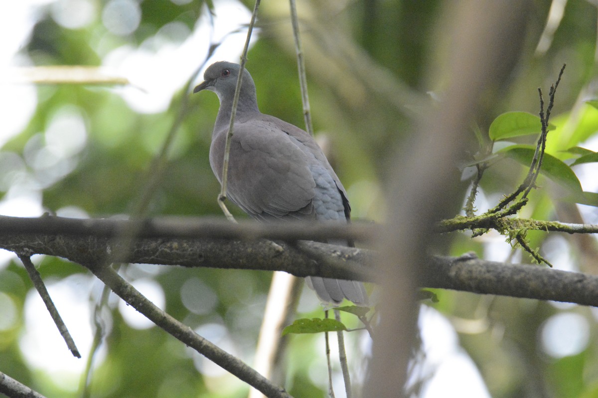 Pale-vented Pigeon - ML646576314