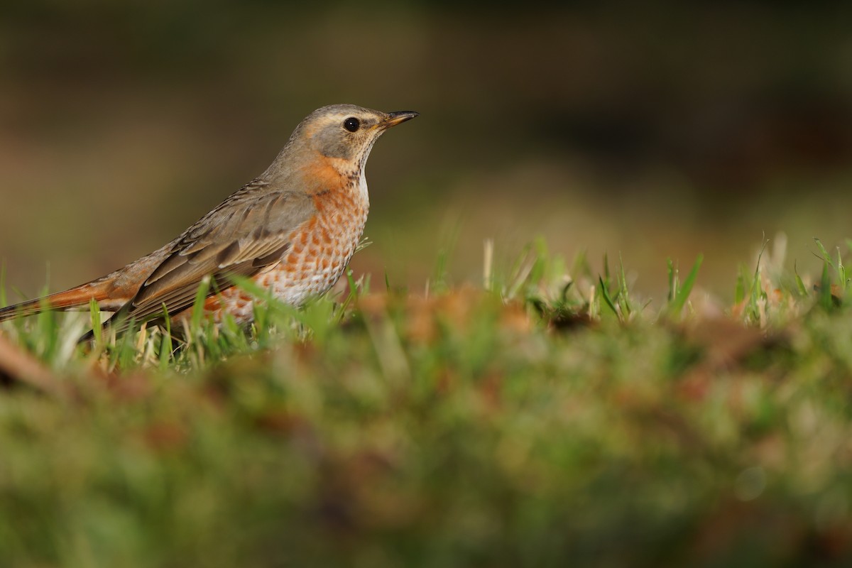 Naumann's Thrush - ML646576315