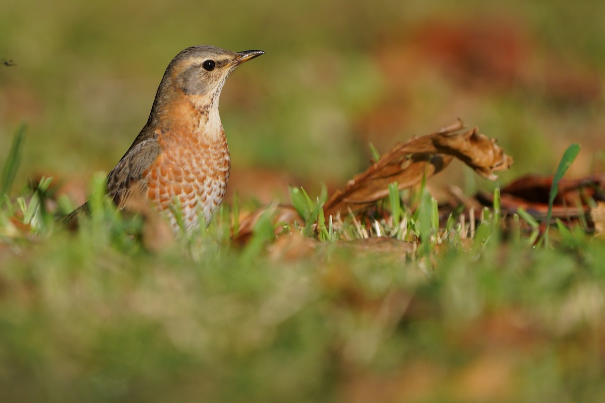 Naumann's Thrush - ML646576316