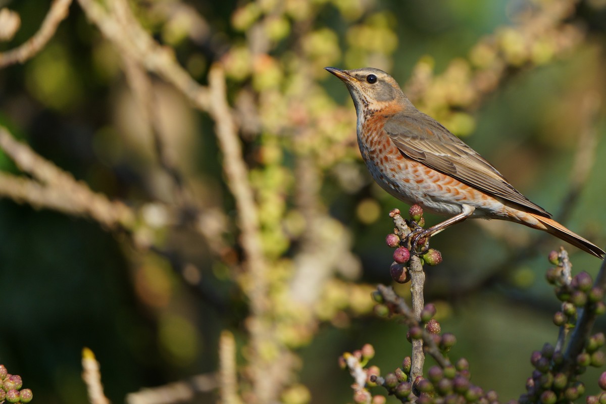 Naumann's Thrush - ML646576317