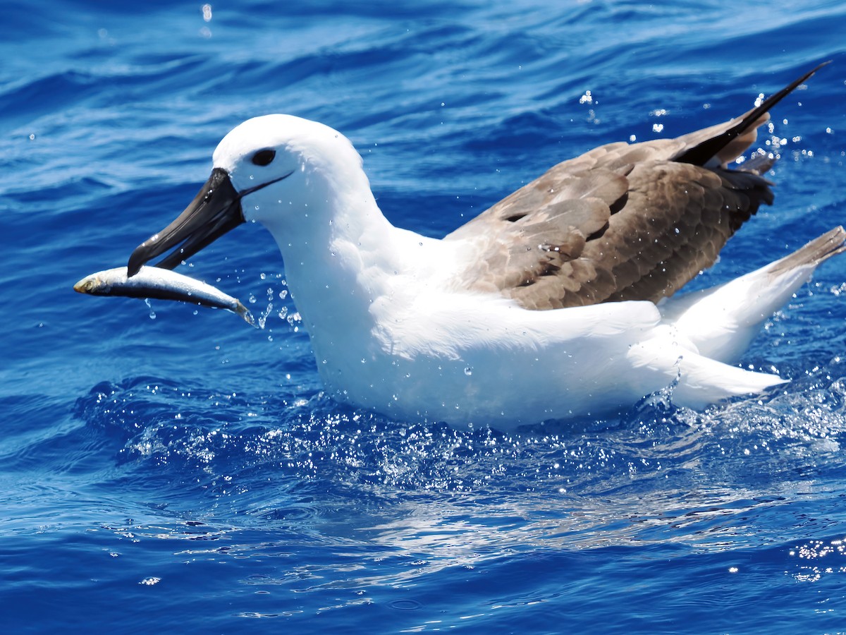 Indian Yellow-nosed Albatross - ML646576318