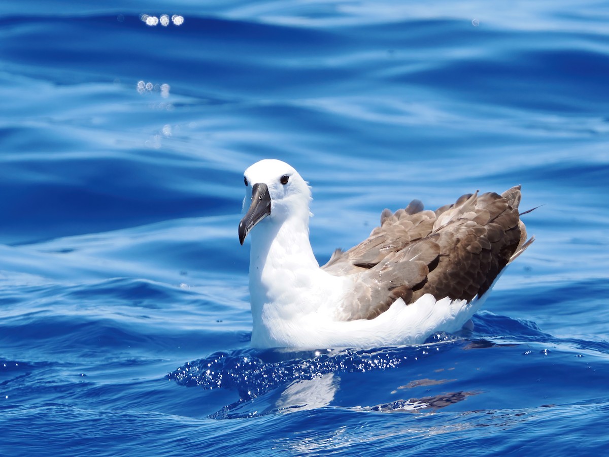 Indian Yellow-nosed Albatross - ML646576319