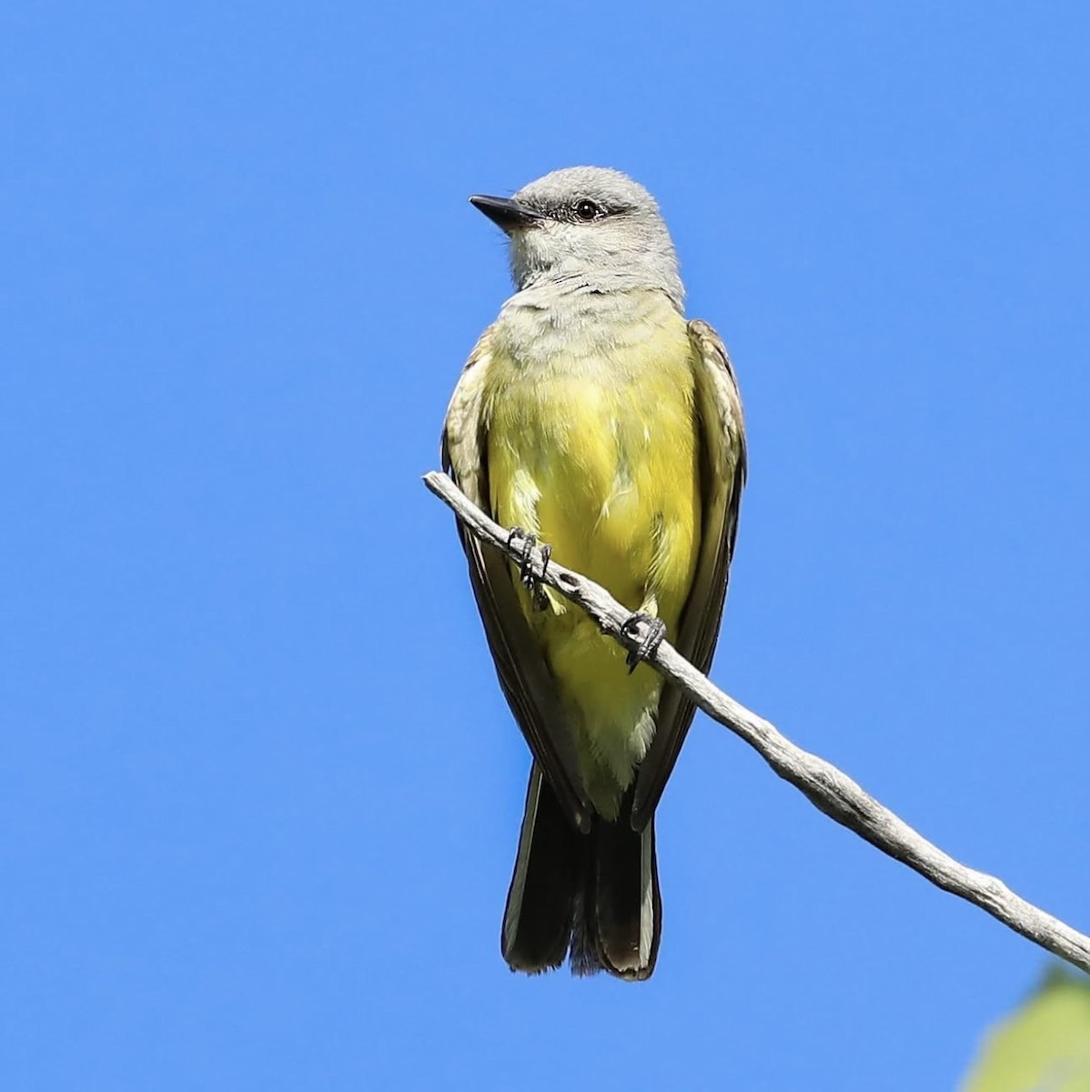 Western Kingbird - ML646576326