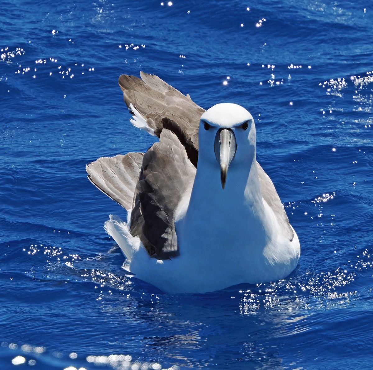 ハジロアホウドリ - ML646576334