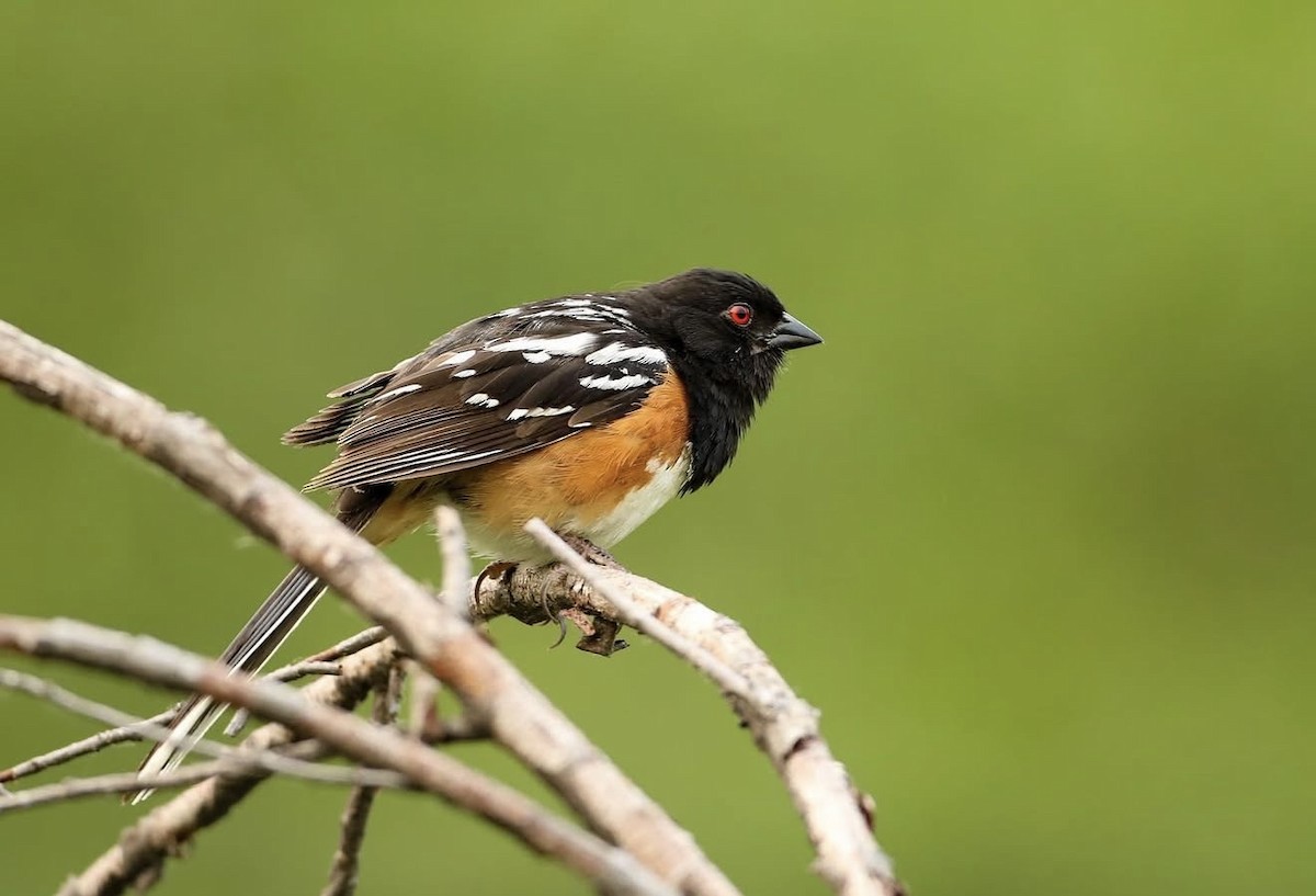 Spotted Towhee - ML646576335