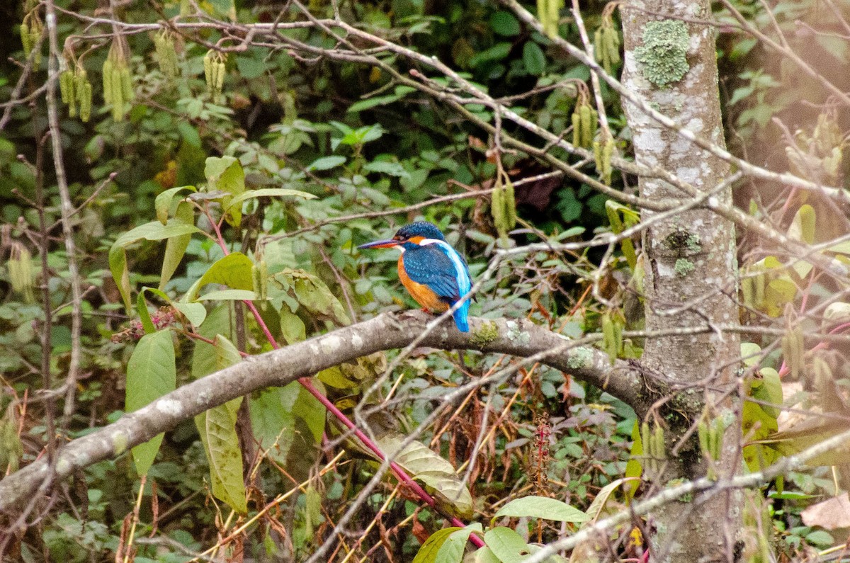 ledňáček říční - ML646576336