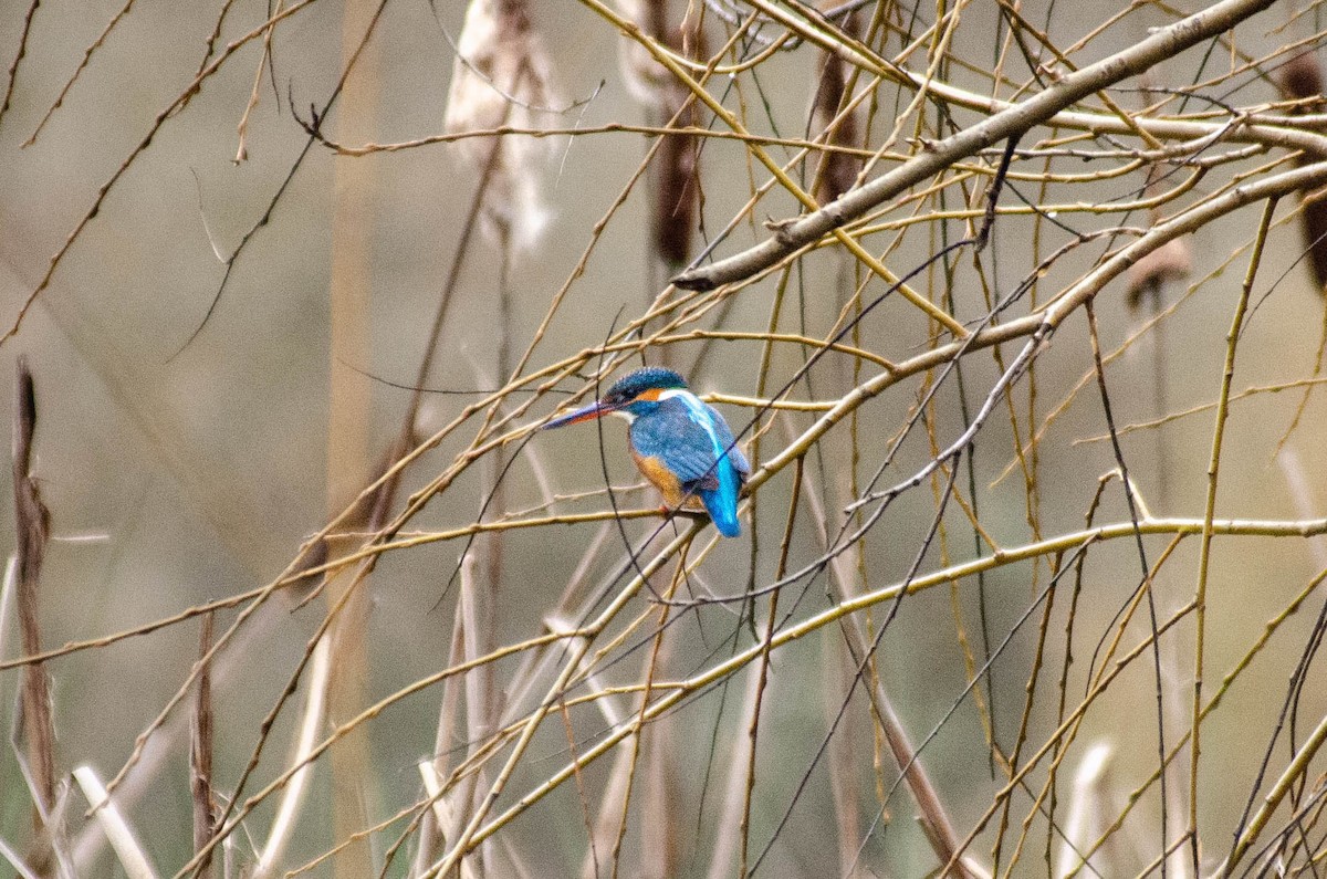 ledňáček říční - ML646576338