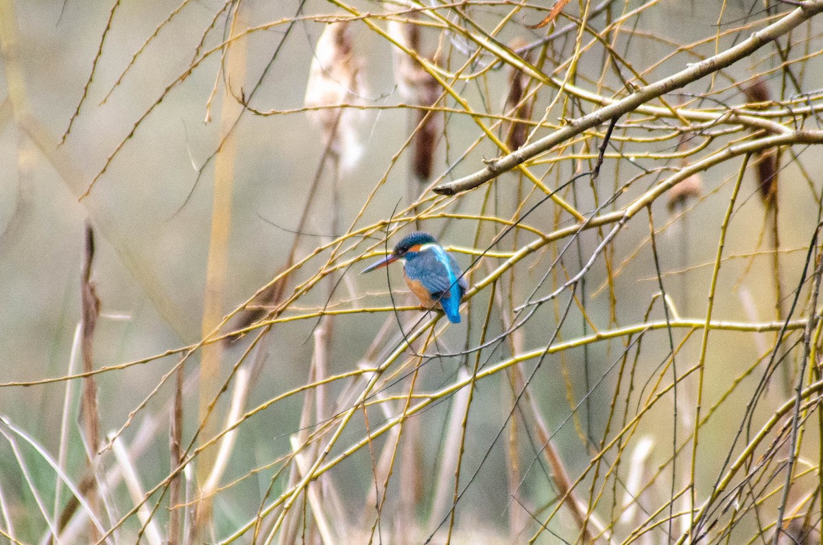 ledňáček říční - ML646576339