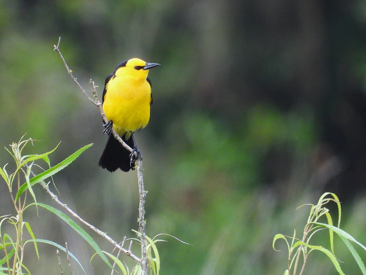 Sarı Karatavuk - ML646576340