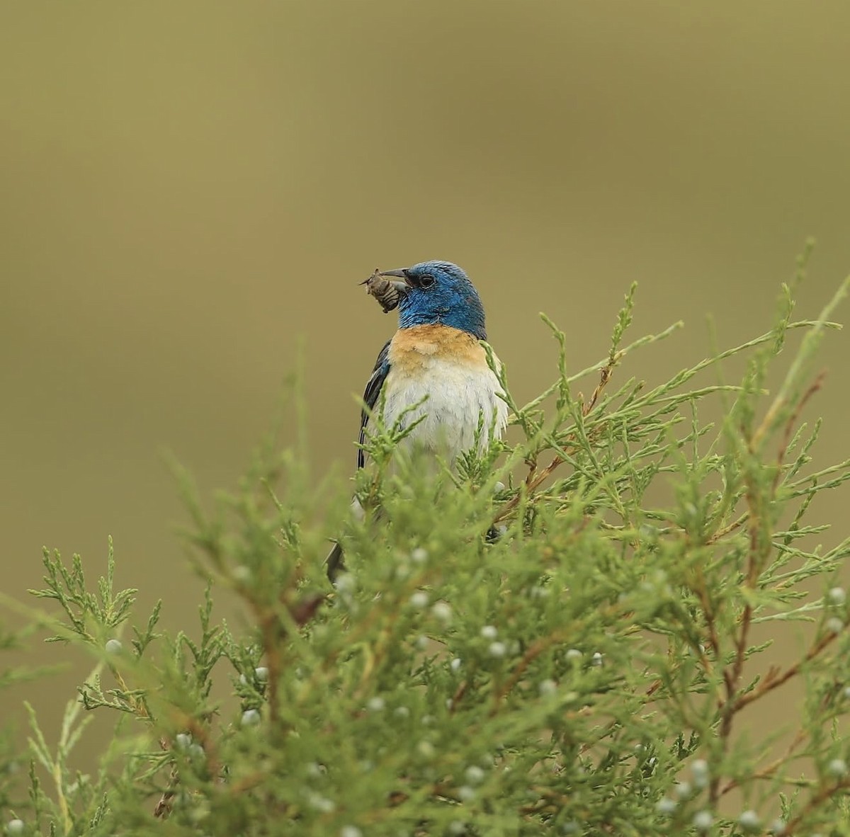 Lazuli Bunting - ML646576341