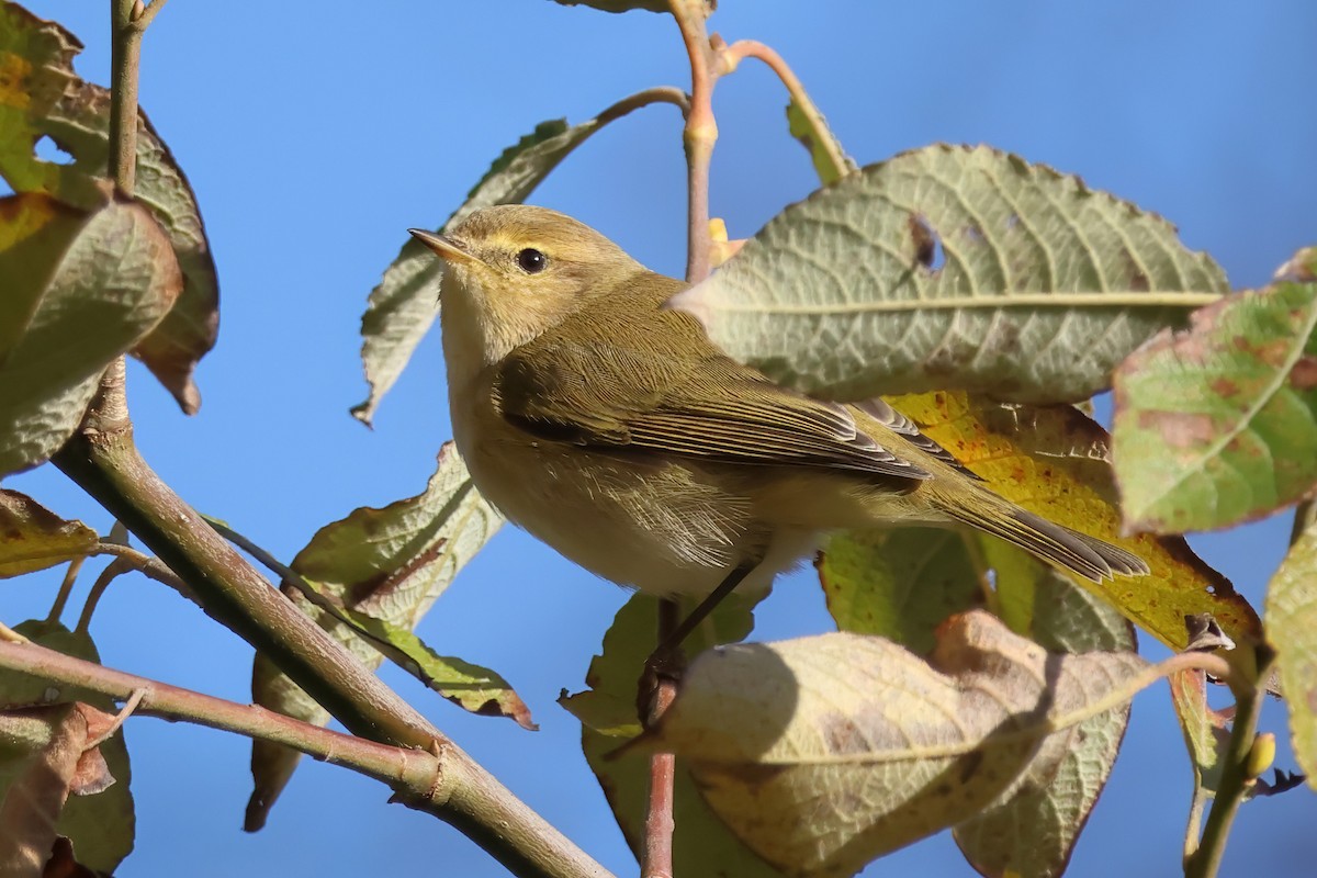 budníček menší - ML646576355