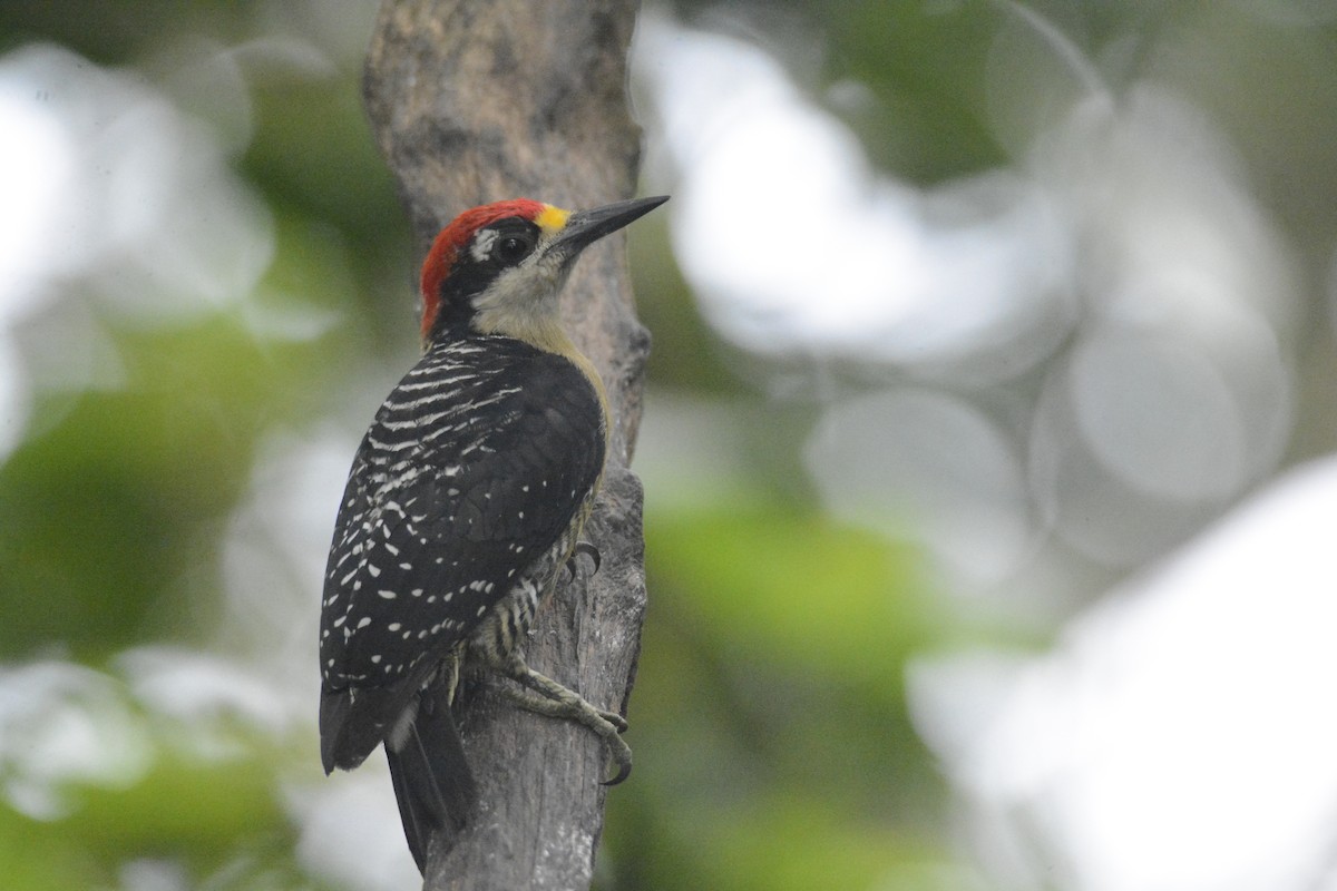 Гіла чорнощока - ML646576356