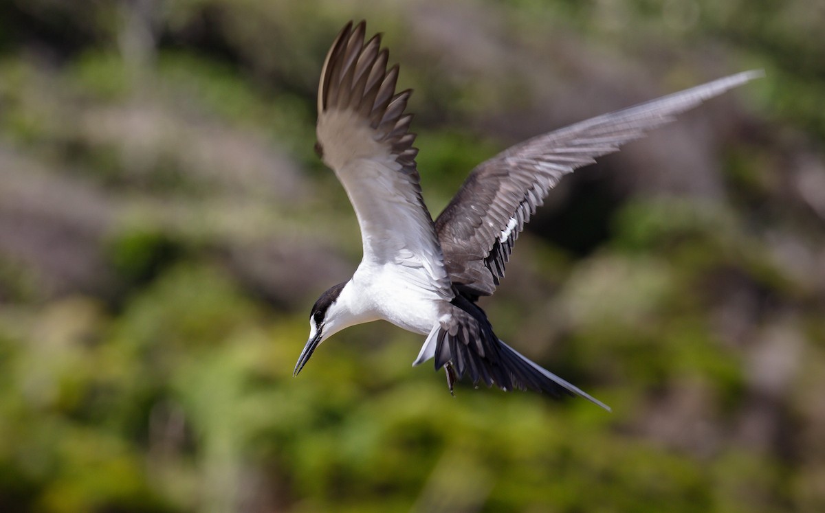 Sooty Tern - ML646576360