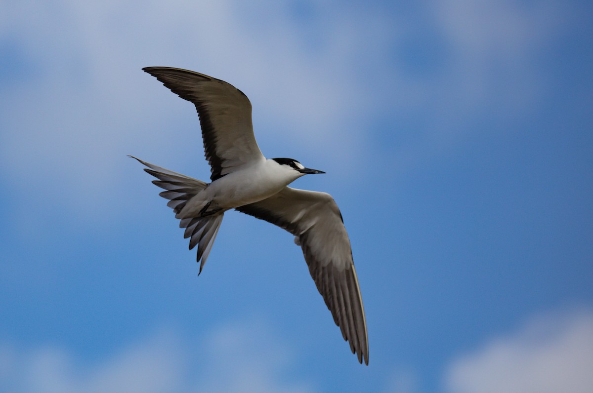 Sooty Tern - ML646576361