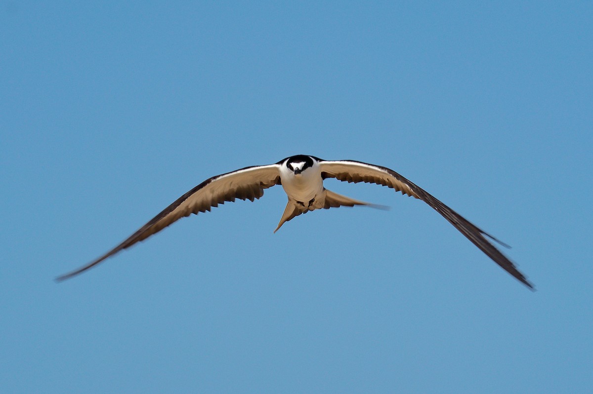 Sooty Tern - ML646576362