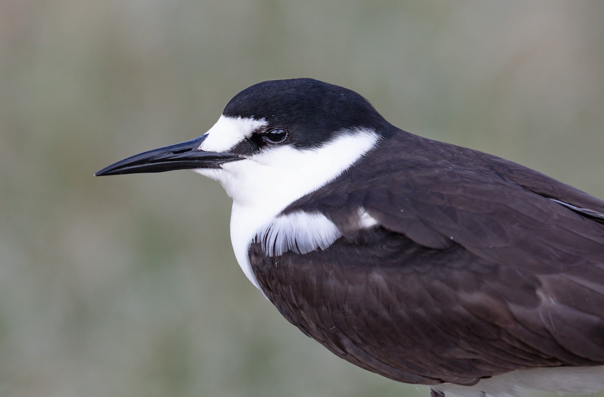 Sooty Tern - ML646576363