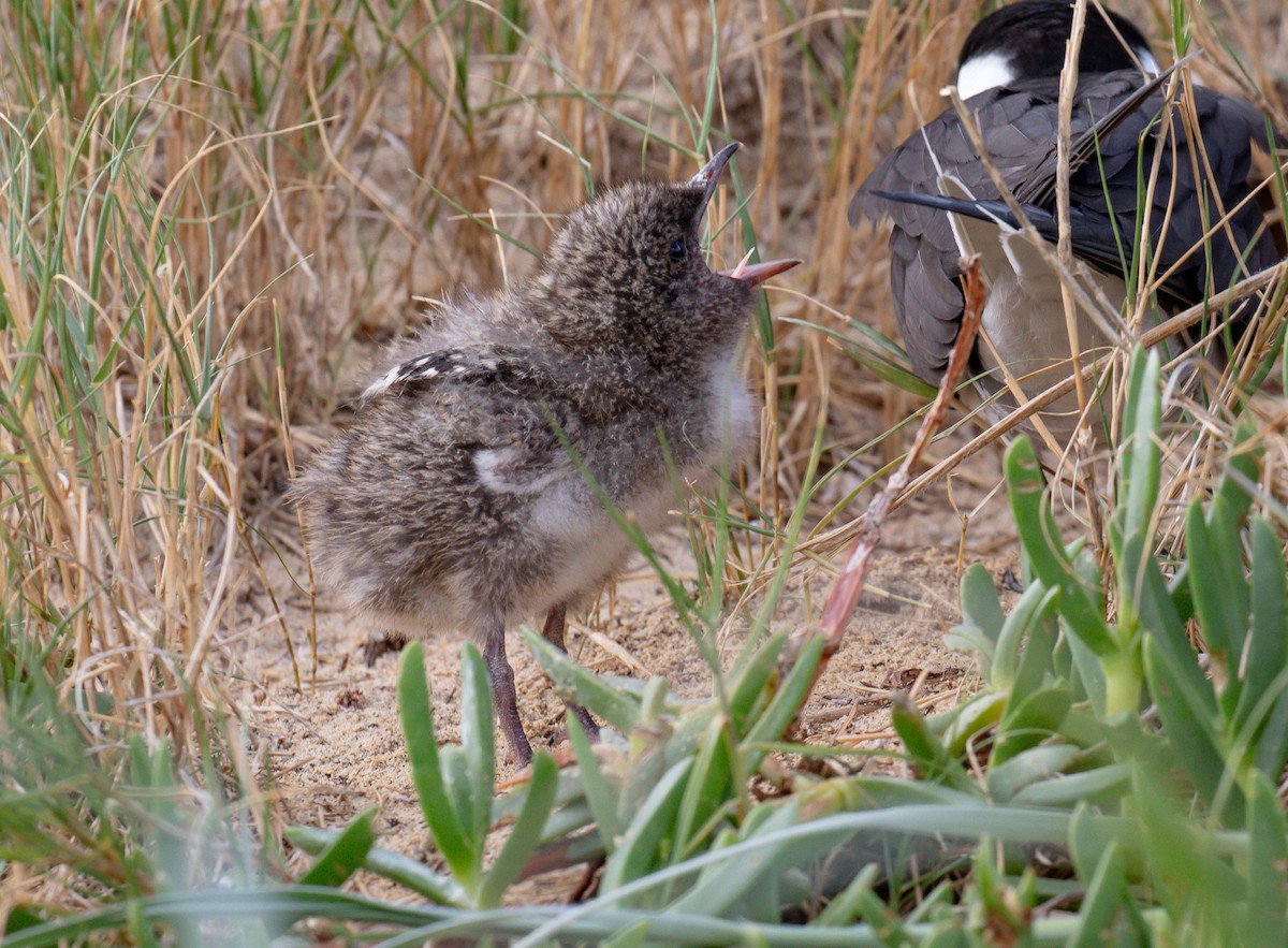 Sooty Tern - ML646576364