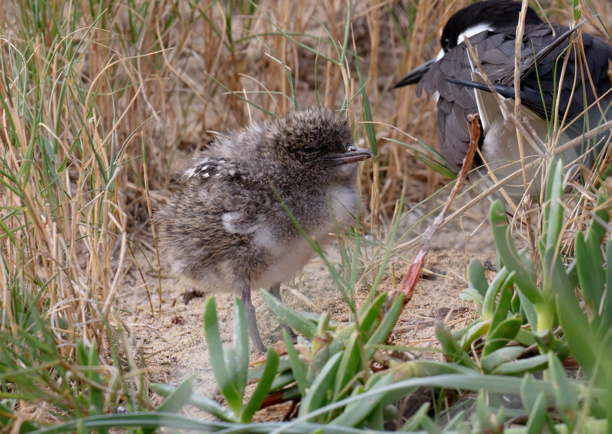 Sooty Tern - ML646576365