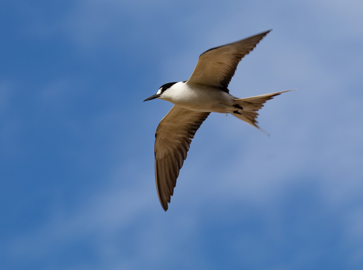 Sooty Tern - ML646576366