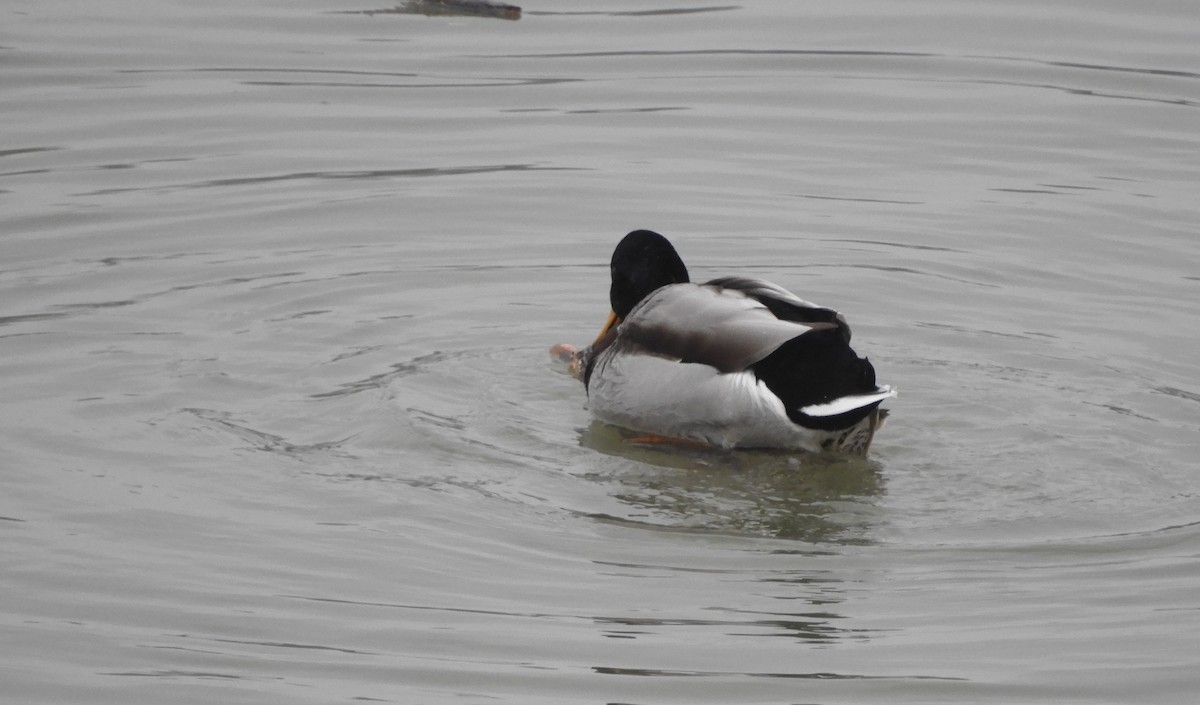 Canard colvert - ML646576371