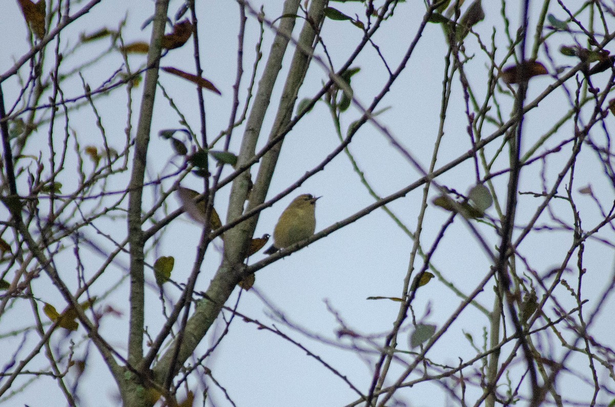 budníček menší - ML646576375