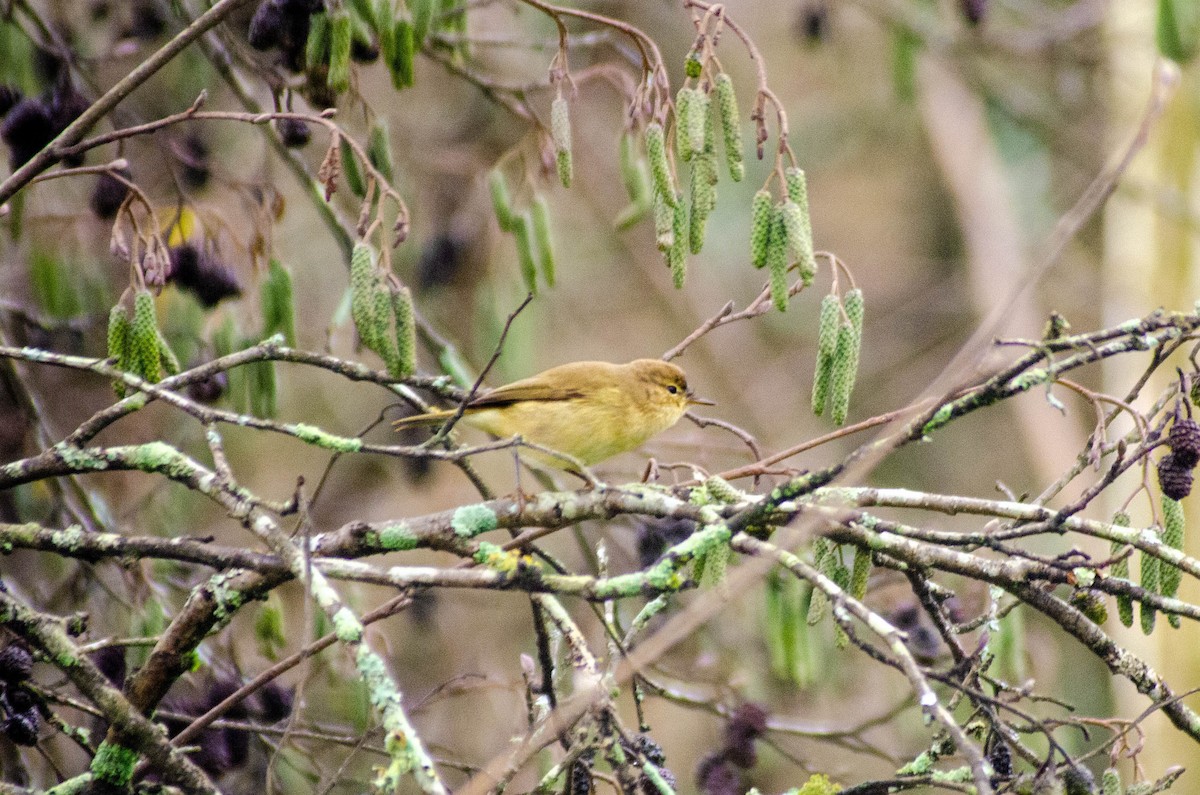 budníček menší - ML646576376