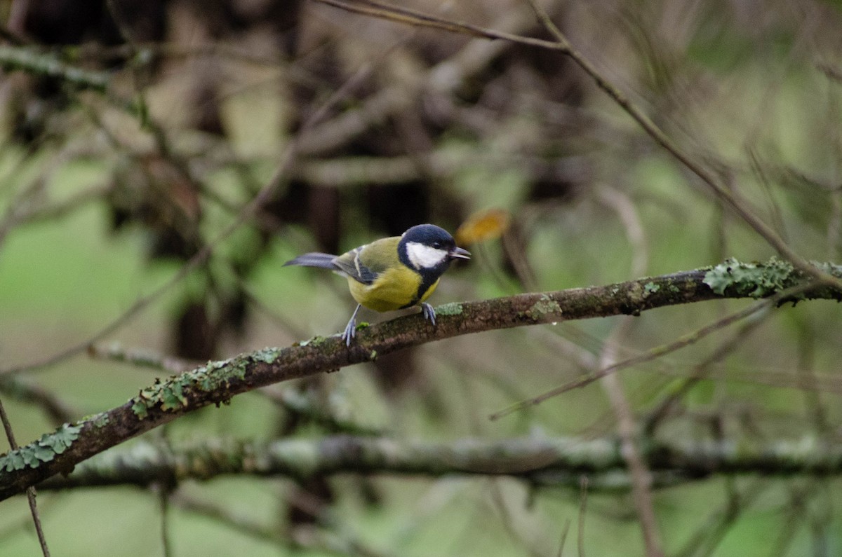 sýkora koňadra - ML646576378