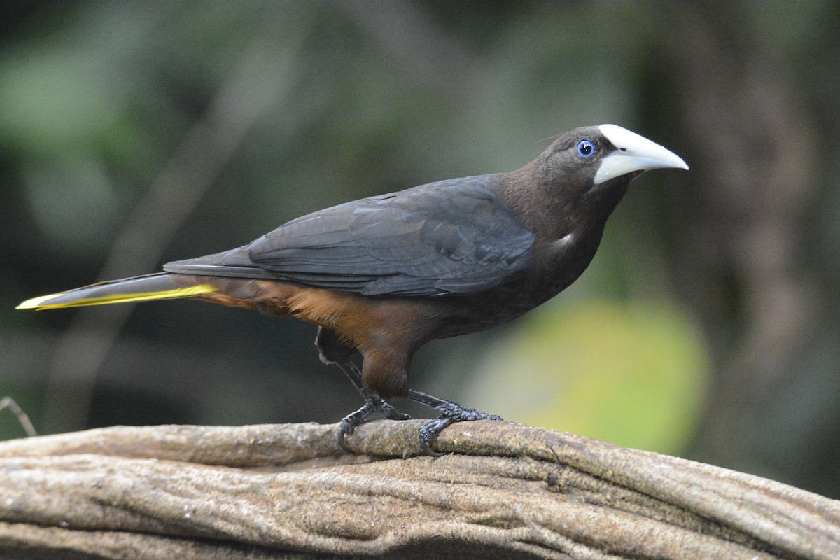 Chestnut-headed Oropendola - ML646576382