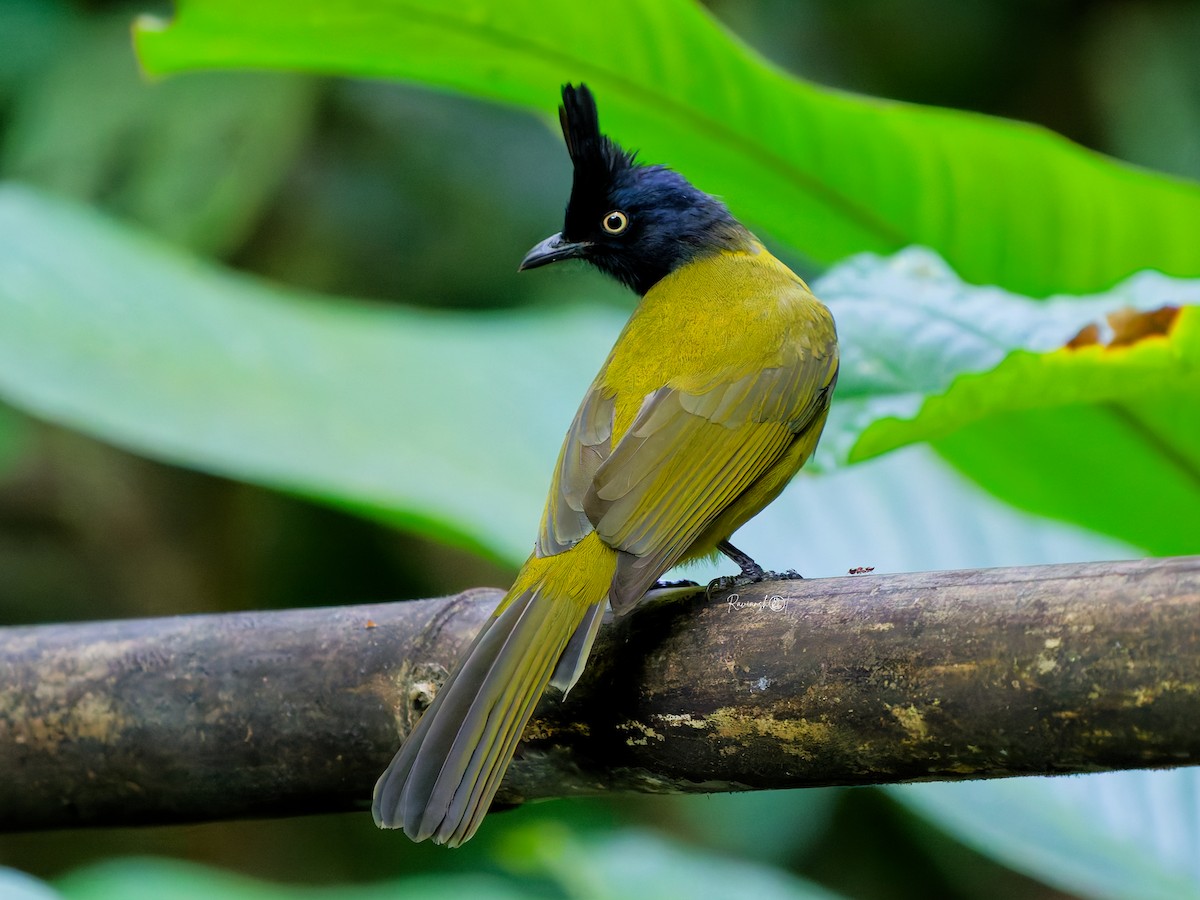 Black-crested Bulbul - ML646576383