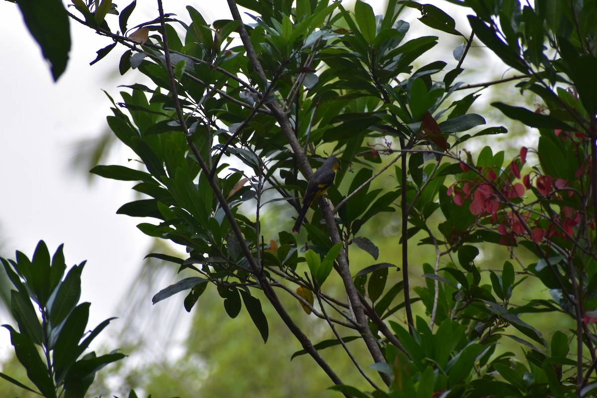 Orange Minivet - ML646576386