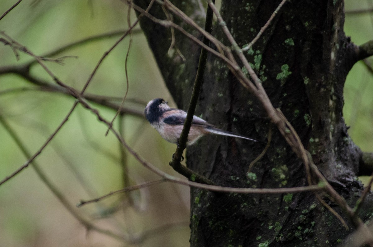 mlynařík dlouhoocasý - ML646576387