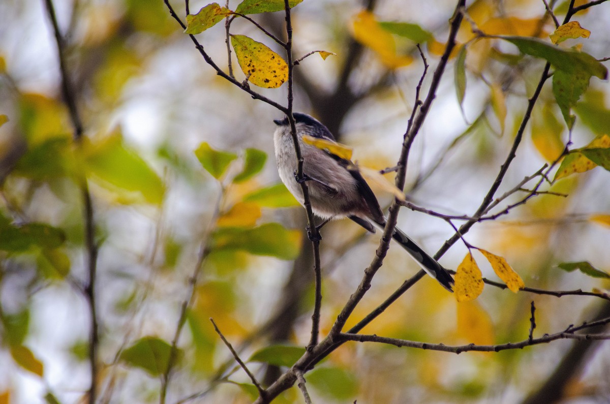 mlynařík dlouhoocasý - ML646576388