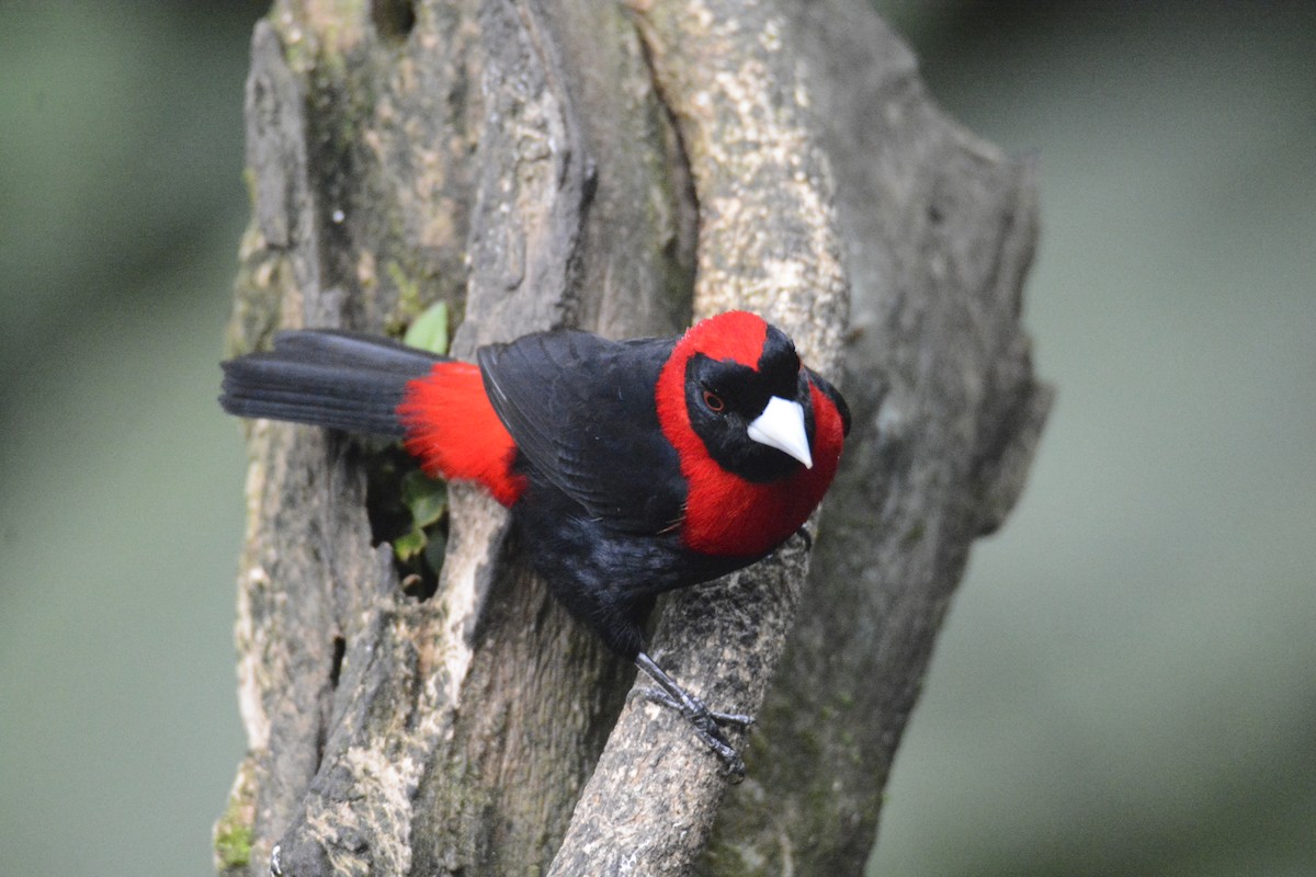 Crimson-collared Tanager - ML646576391