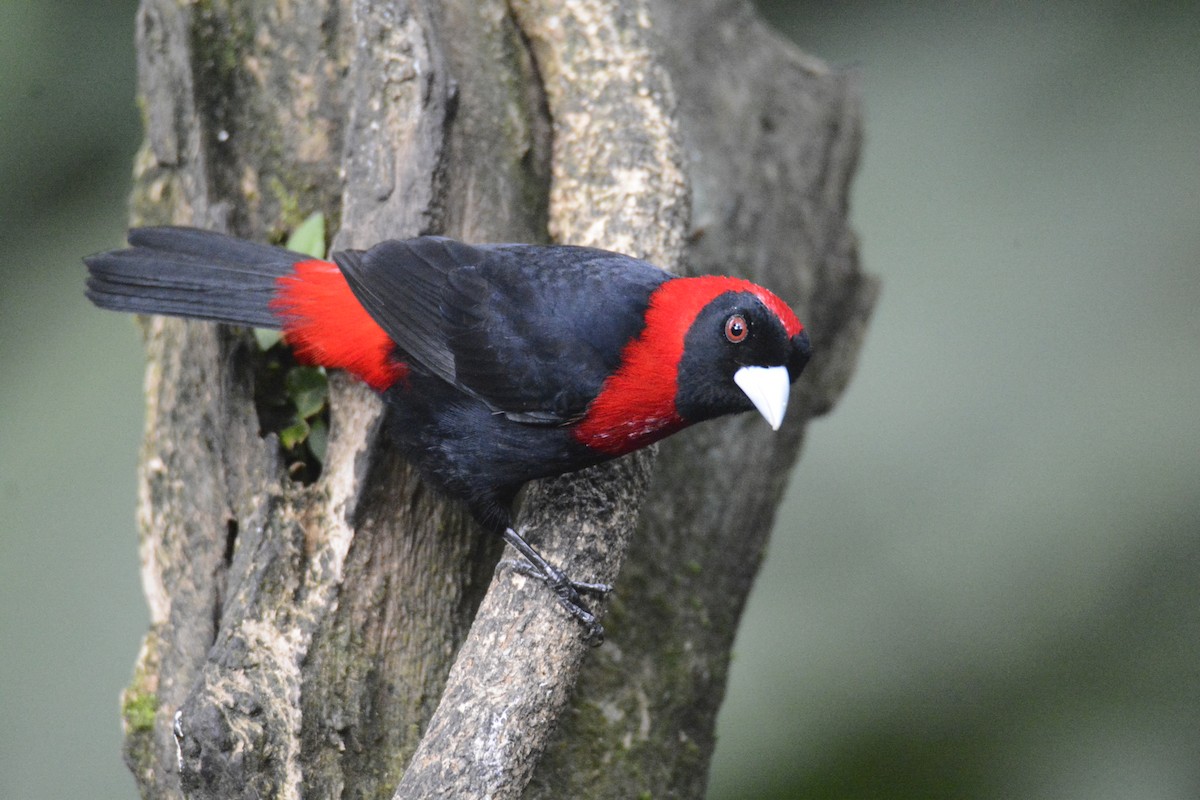 Crimson-collared Tanager - ML646576392