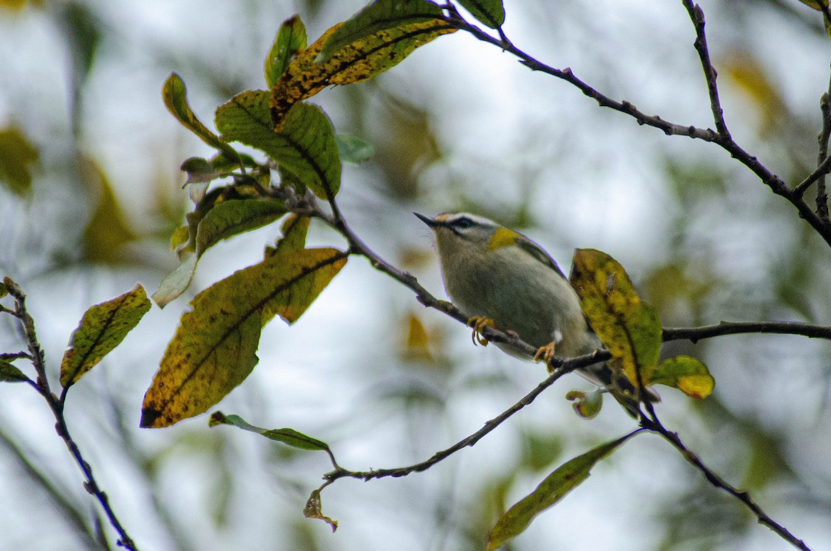 králíček ohnivý - ML646576394