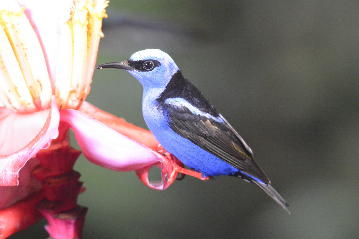 Red-legged Honeycreeper - ML646576395