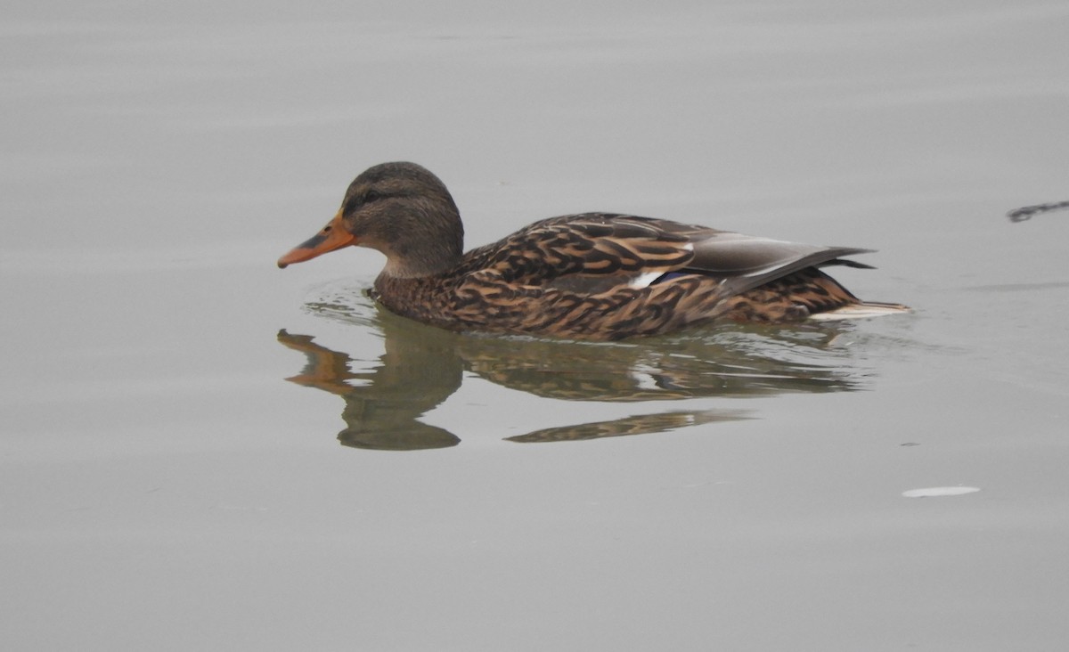 Canard colvert - ML646576396