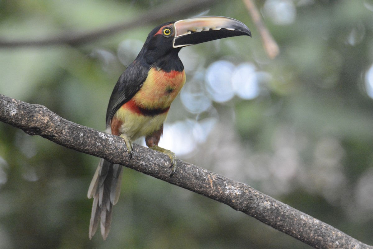 Collared Aracari - ML646576399