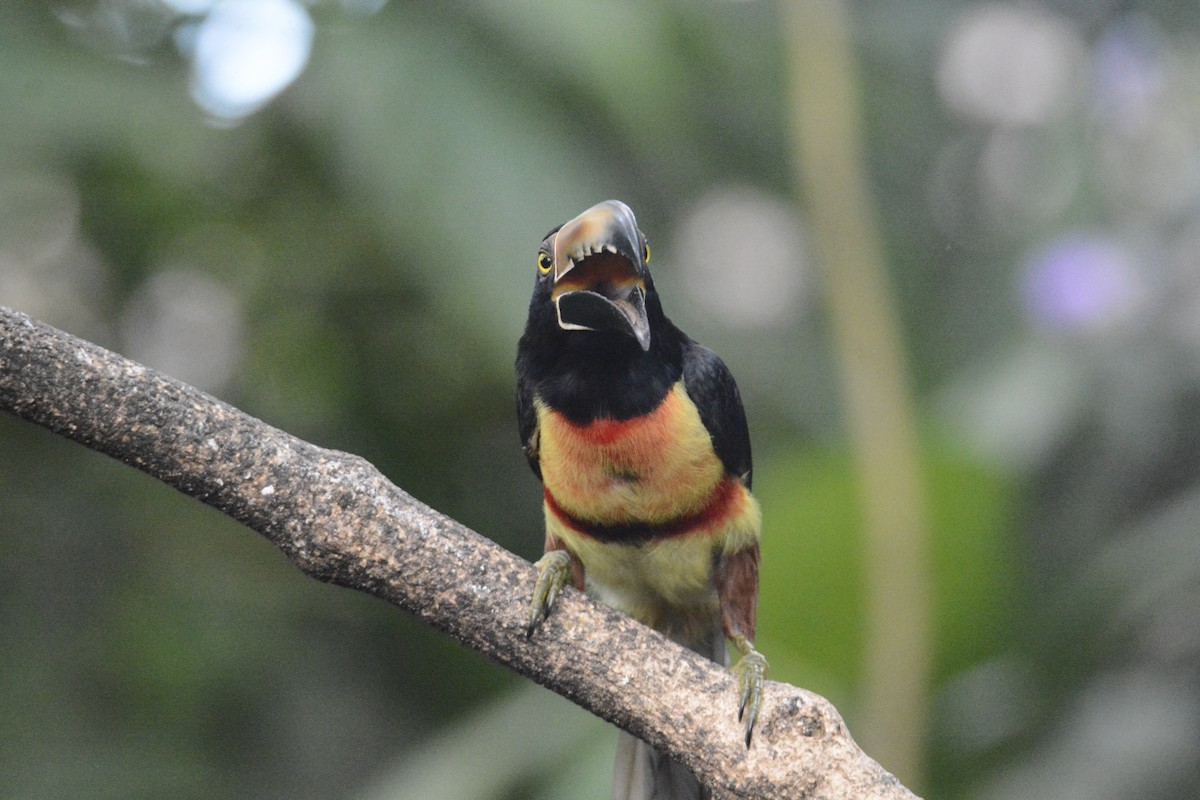 Collared Aracari - ML646576400