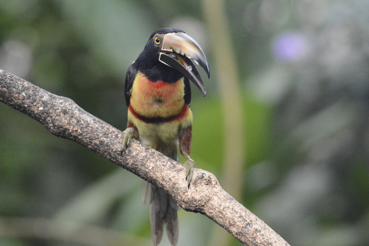 Collared Aracari - ML646576401
