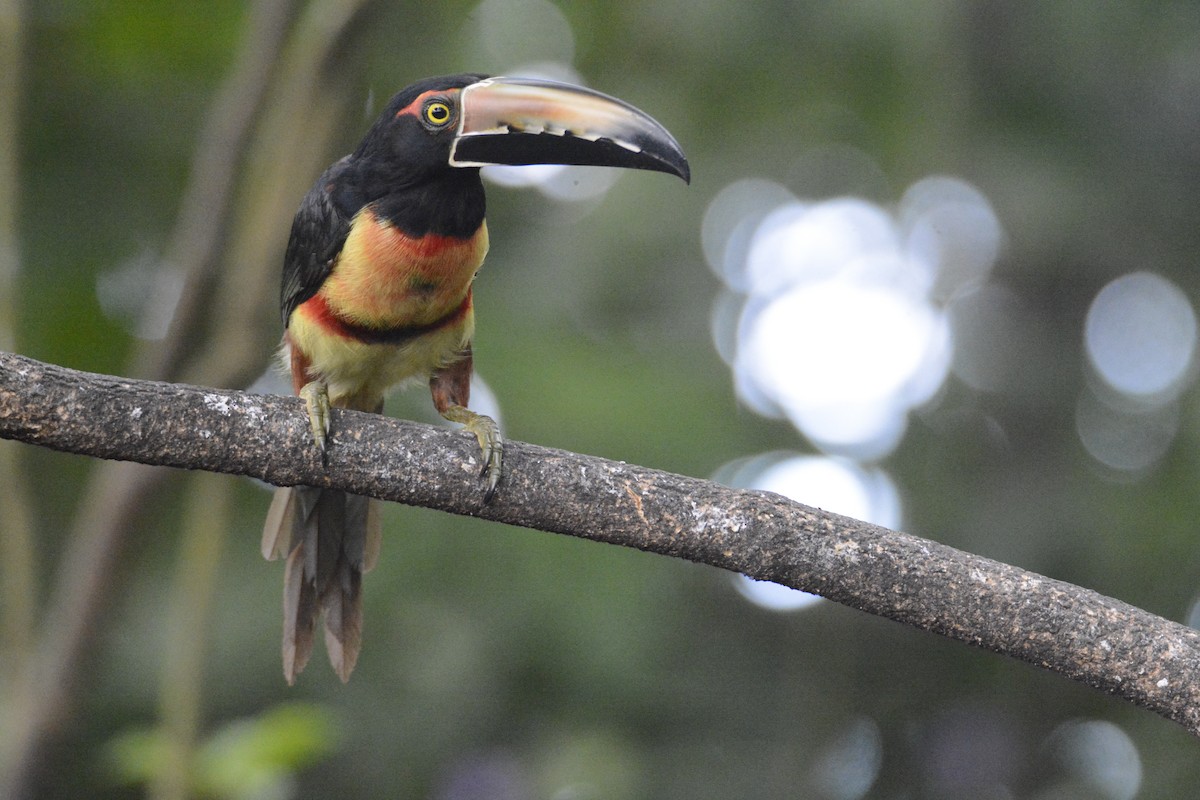 Collared Aracari - ML646576402