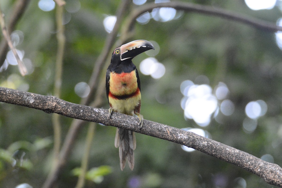 Collared Aracari - ML646576403