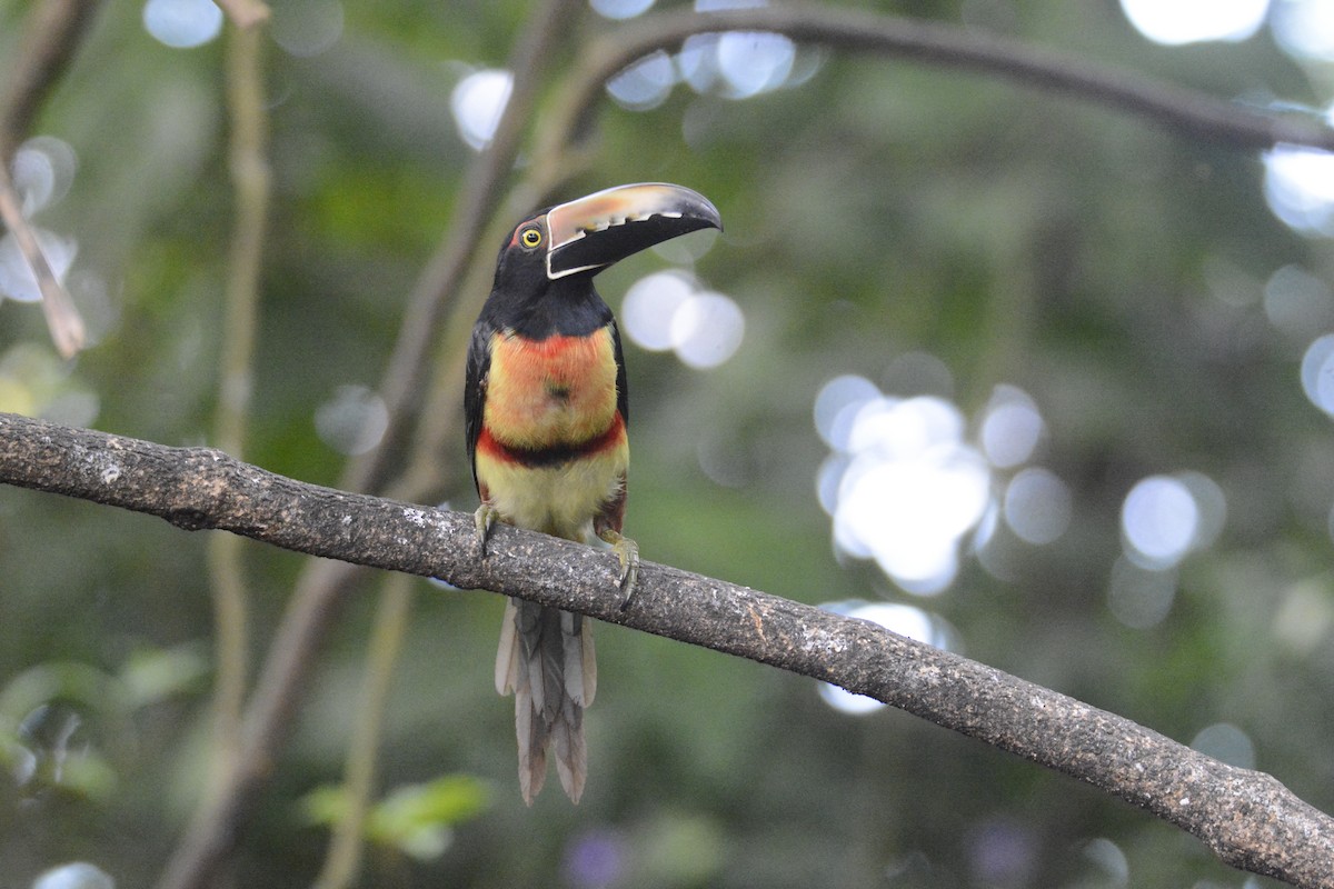Collared Aracari - ML646576404