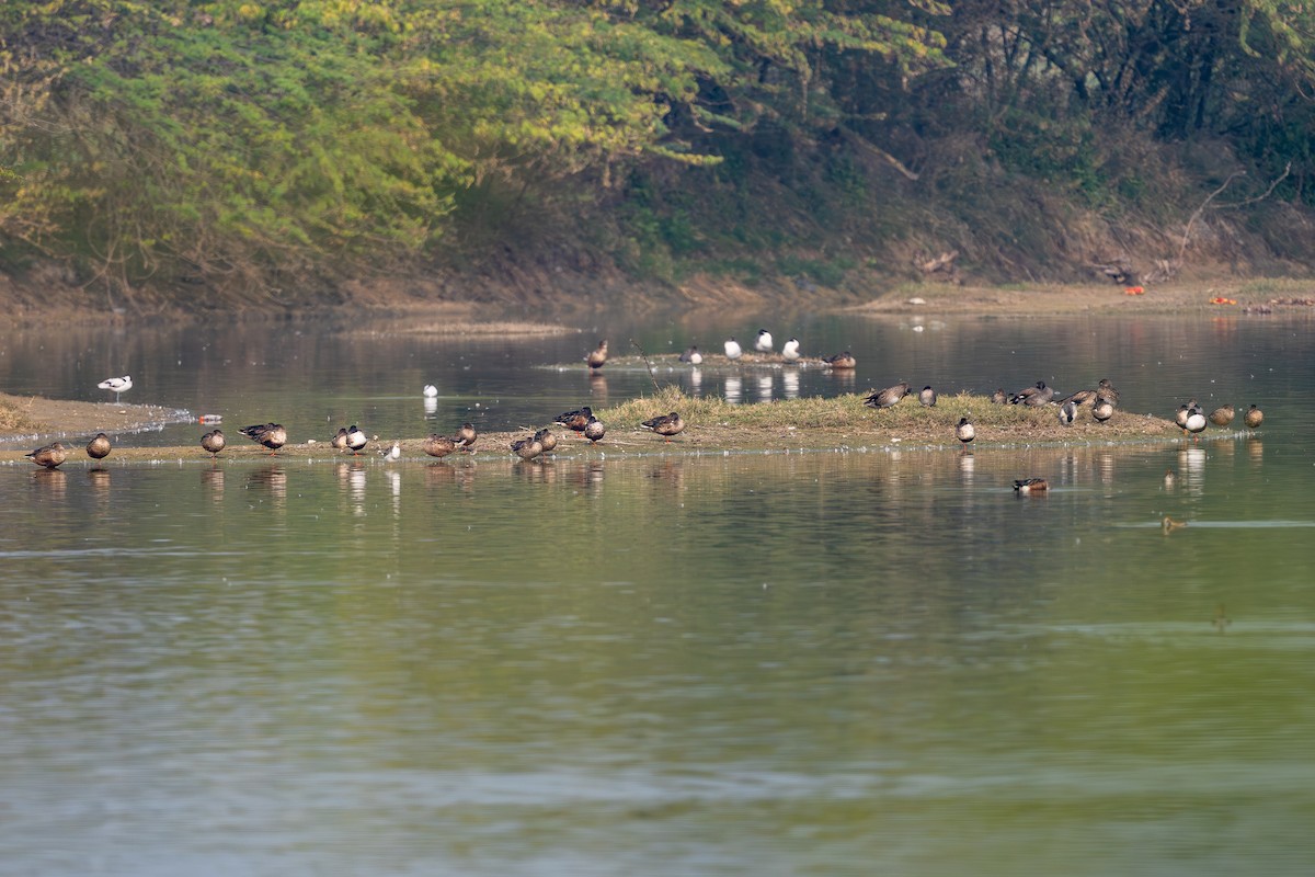 Kaşıkgaga - ML646576408