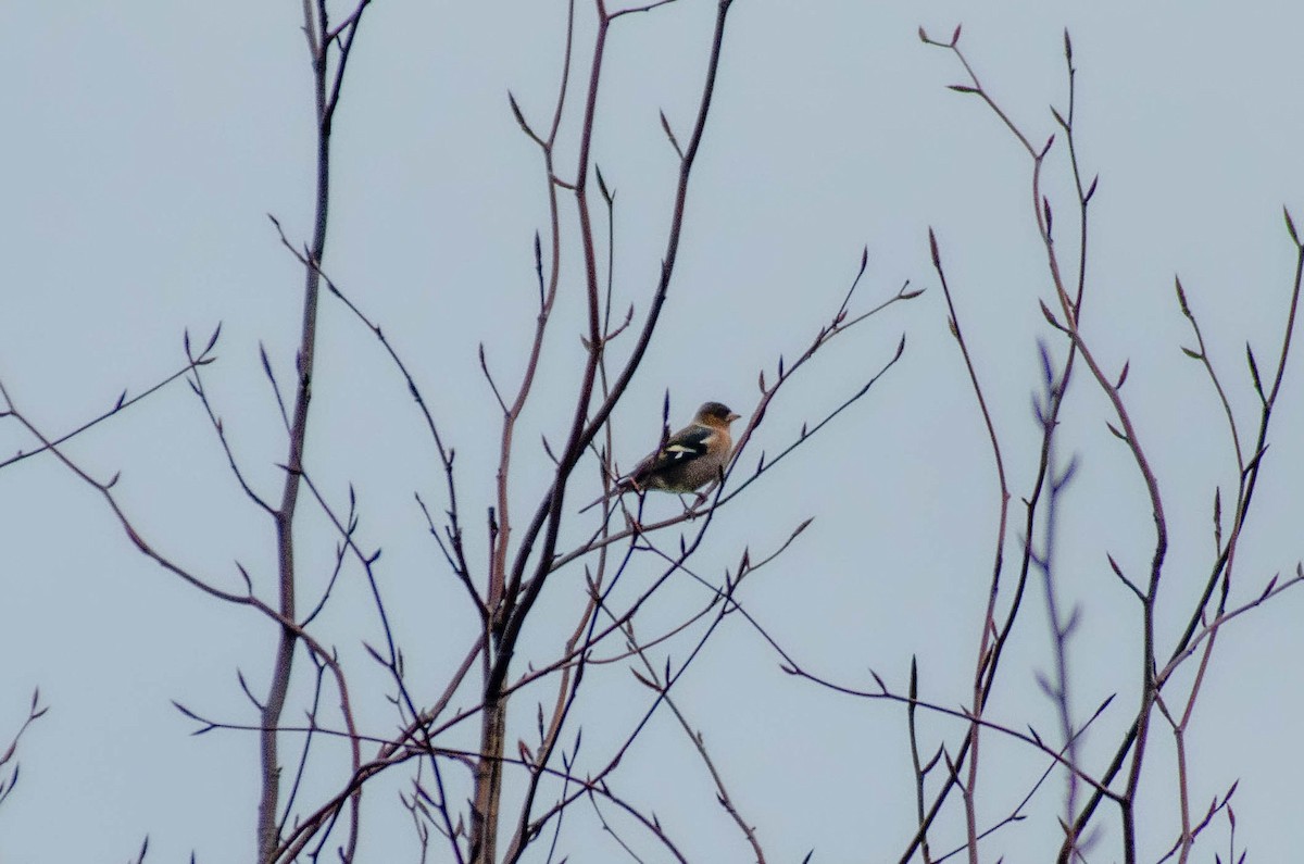 pěnkava obecná - ML646576409