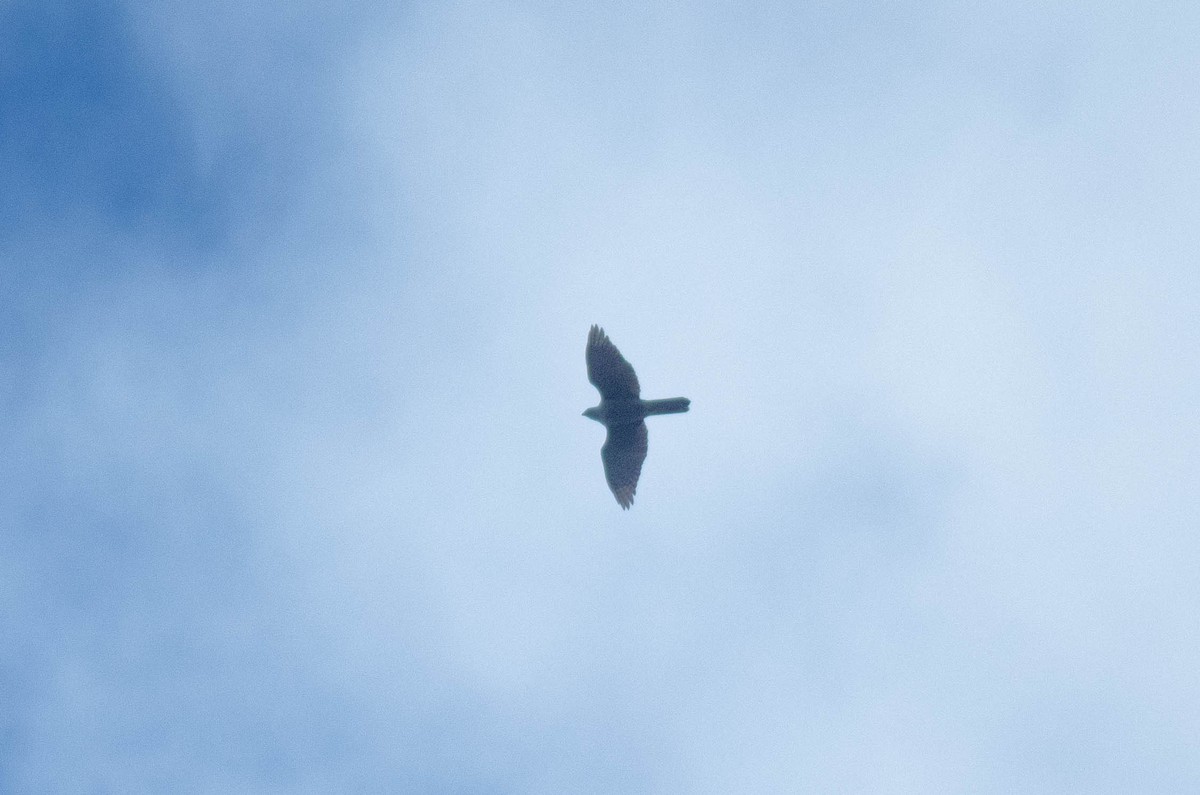 krahujec obecný - ML646576410