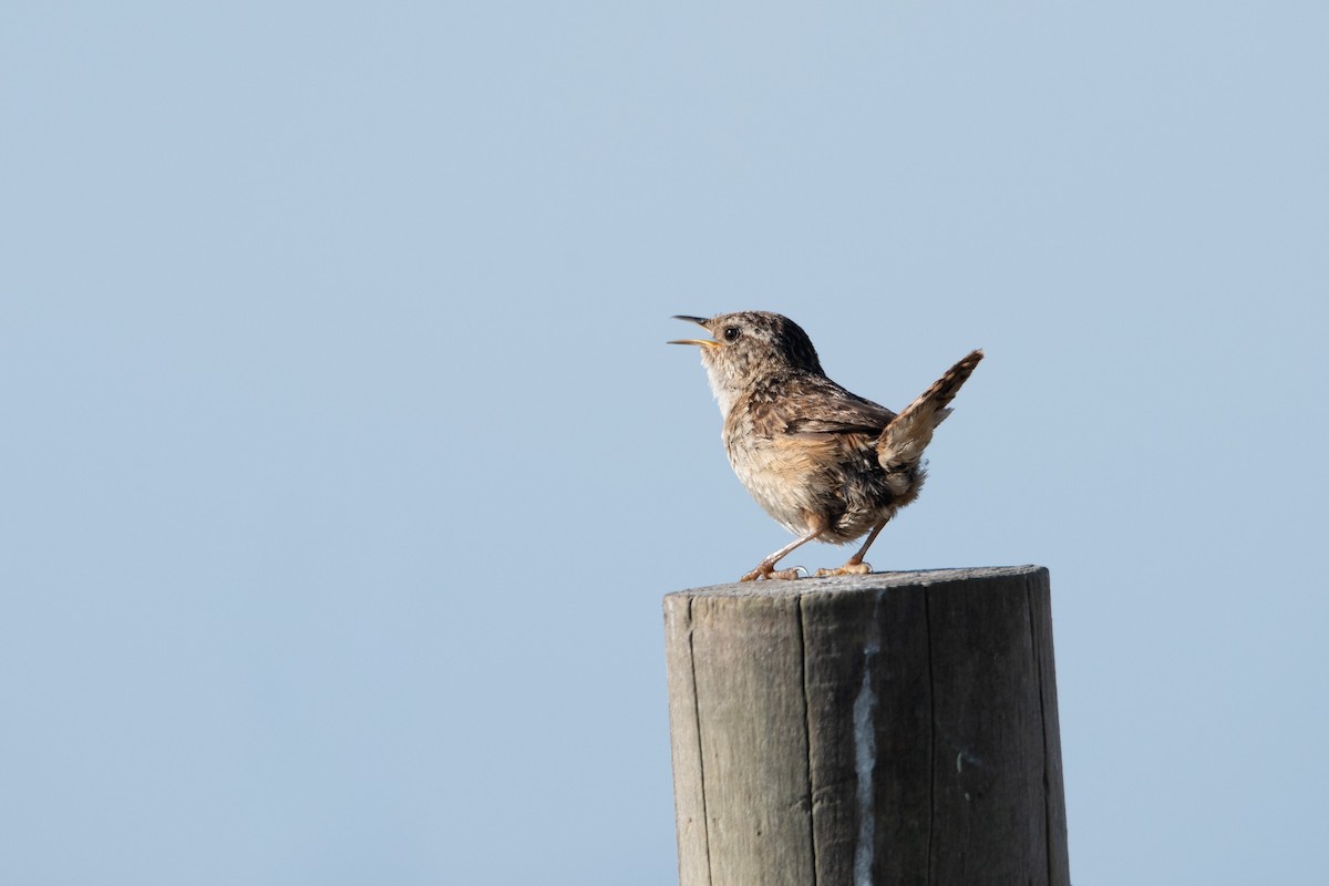 Grass Wren - ML646576412